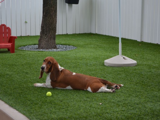 Artificial Grass Photos: Artificial Turf Cost Black Diamond, Washington Dog Parks, Grass for Dogs