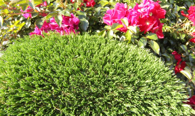 Hollow Blade-73 syntheticgrass Artificial Grass Washington