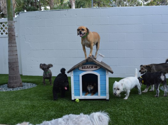 Artificial Grass Photos: Fake Turf Wauna, Washington Dog Pound, Dogs