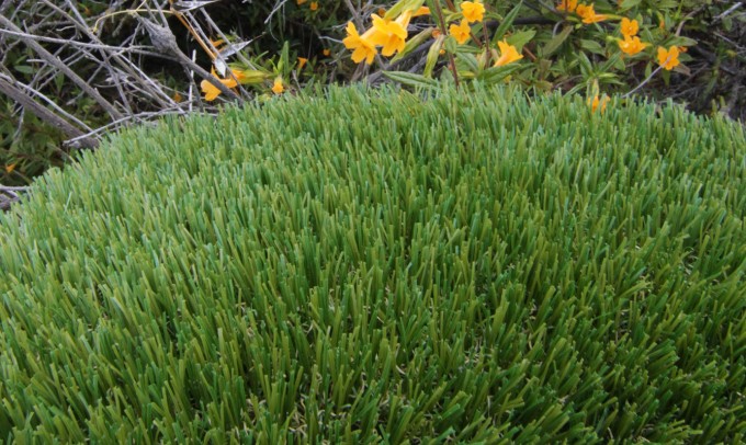 V Blade-77 syntheticgrass Artificial Grass Washington