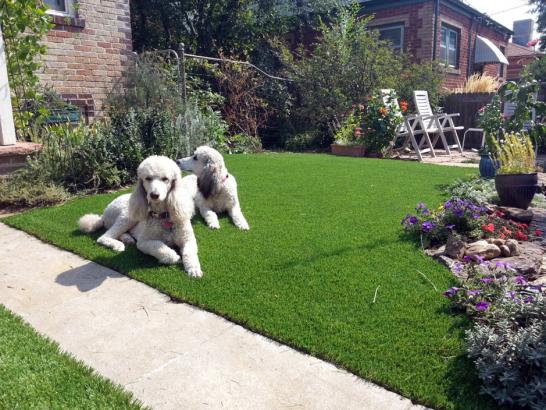 Artificial Grass Photos: Grass Carpet Klickitat, Washington Dog Pound, Dogs