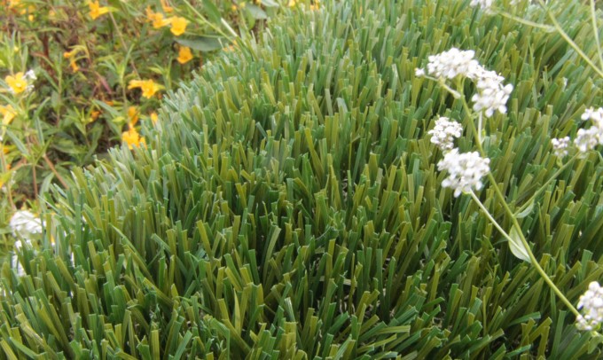 Double S-61 syntheticgrass Artificial Grass Washington