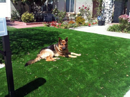 Artificial Grass Photos: Grass Installation Rosburg, Washington Backyard Deck Ideas, Dogs Park