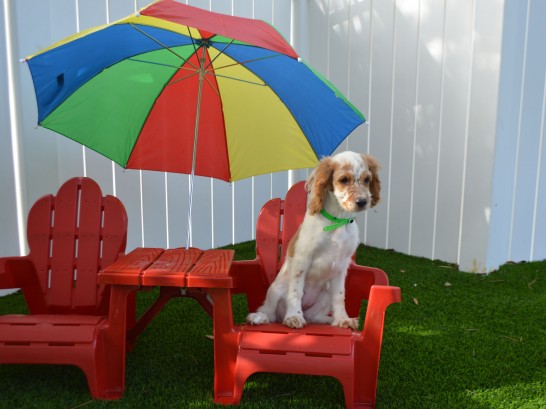 Artificial Grass Photos: Grass Turf Connell, Washington Cat Playground, Grass for Dogs