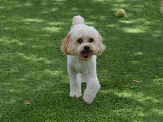 Artificial Grass Photos: Lawn Services Eastgate, Washington,  Dog Kennels