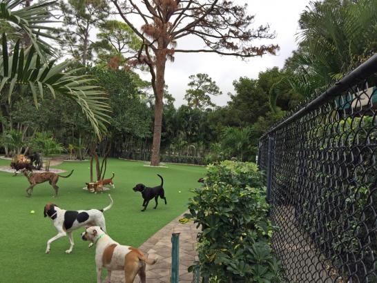 Artificial Grass Photos: Synthetic Turf Arlington, Washington Indoor Dog Park, Commercial Landscape