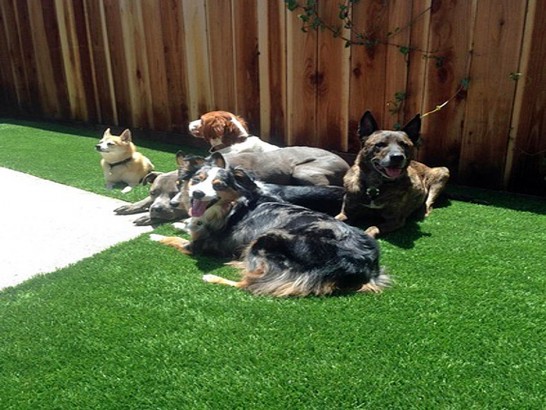 Artificial Grass Photos: Synthetic Turf Supplier Airway Heights, Washington Dog Pound, Beautiful Backyards