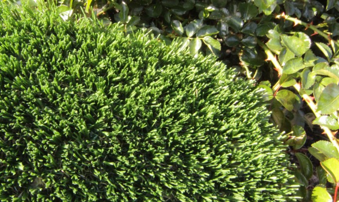 Hollow Blade-73 syntheticgrass Artificial Grass Washington