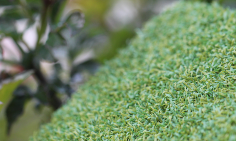 Practice Putting Green