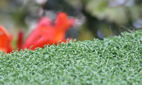 Backyard Putting Green