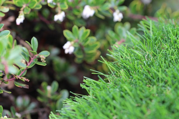 Riviera Monterey-65 syntheticgrass Artificial Grass Washington