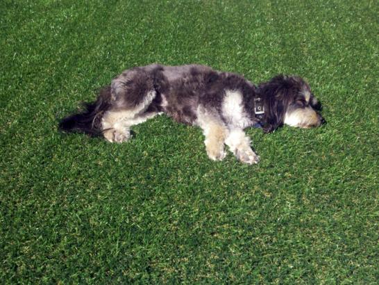 Artificial Grass Photos: Turf Grass Longview, Washington Landscape Ideas, Grass for Dogs