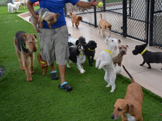 Artificial Grass Photos: Turf Grass Woodland, Washington Hotel For Dogs, Dogs Runs