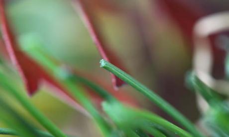 Artificial Grass Lawn