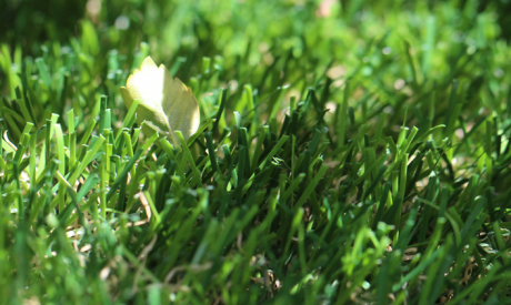 Artificial Turf Grass