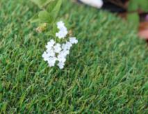 Pet Grass Artificial Grass