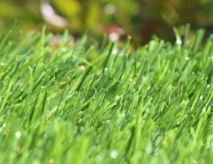 Buy Synthetic Grass