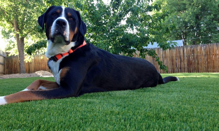 Pet Grass, Artificial Grass For Dogs in Washington